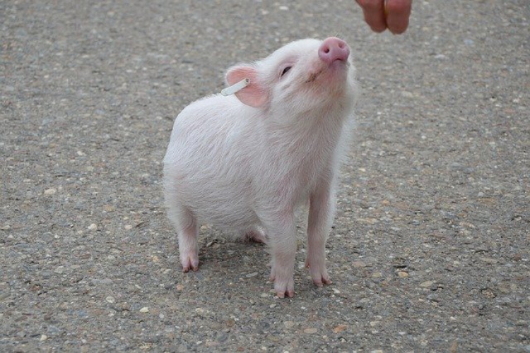 このブタ はもう悪口ではない 実はすごく可愛い動物 豚 の魅力を紹介 ニコニコニュース