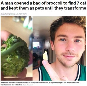 スーパーで購入したブロッコリーに青虫を見つけた男性 7匹すべて蝶に育てる 英 ニコニコニュース