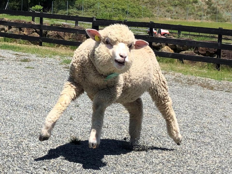 もう二足歩行にしか見えない 兵庫の動物園で発見された マッチョ羊 に騒然 公式がまさかのイラスト化 ニコニコニュース