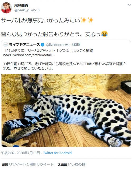 脱走したサーバルキャット捕獲のニュースに尾崎由香さん サーバルが無事見つかったみたい ニコニコニュース