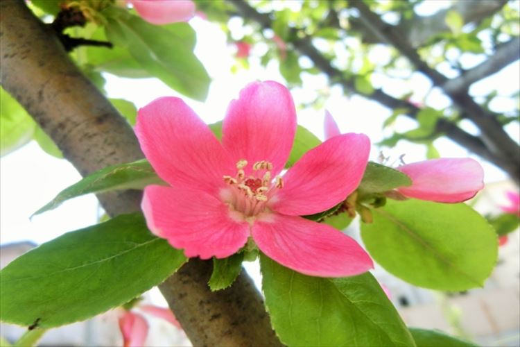 花梨の花言葉はなに 縁起物として昔から庭木にされる花梨は梨とは無関係だった ニコニコニュース