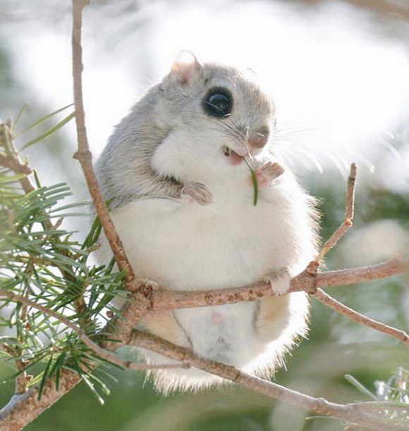 やっぱブラキストン線超えると違うわー 北海道に生息する7つのかわいい動物たち ニコニコニュース