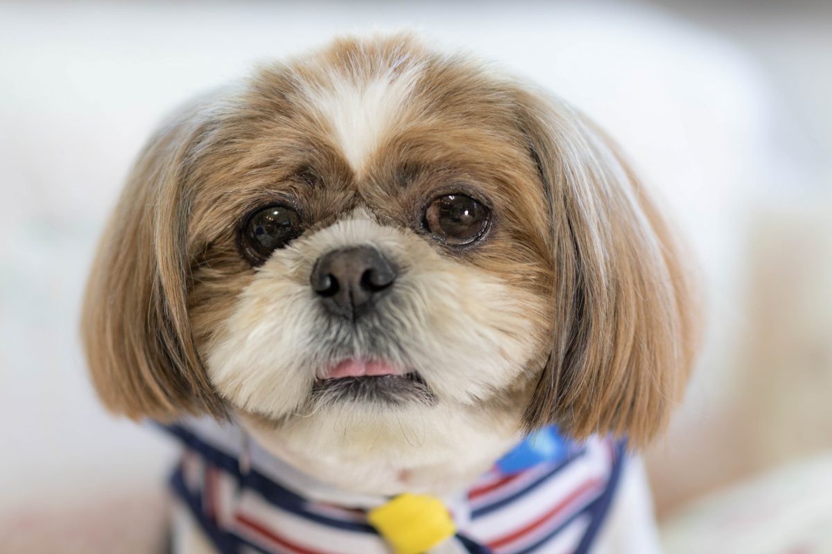シーズー犬 床屋で大激怒 腹筋崩壊なヘアースタイルに飼い主 にんまり ニコニコニュース