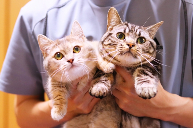 29歳就業経験ほぼなしの 人に使われたくないから猫カフェを開きたい という投稿に厳しい声相次ぐ ニコニコニュース