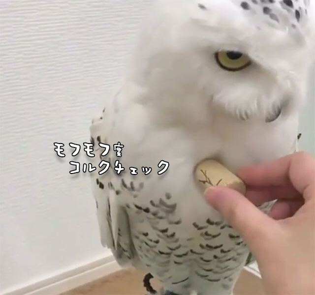 極上の羽毛やん シロフクロウのふわふわ度をコルク栓で測定 ニコニコニュース