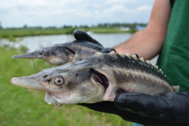 2種の絶滅危惧種をかけ合わせたところ はからずもハイブリット魚が誕生してしまったようだ ハンガリー ニコニコニュース