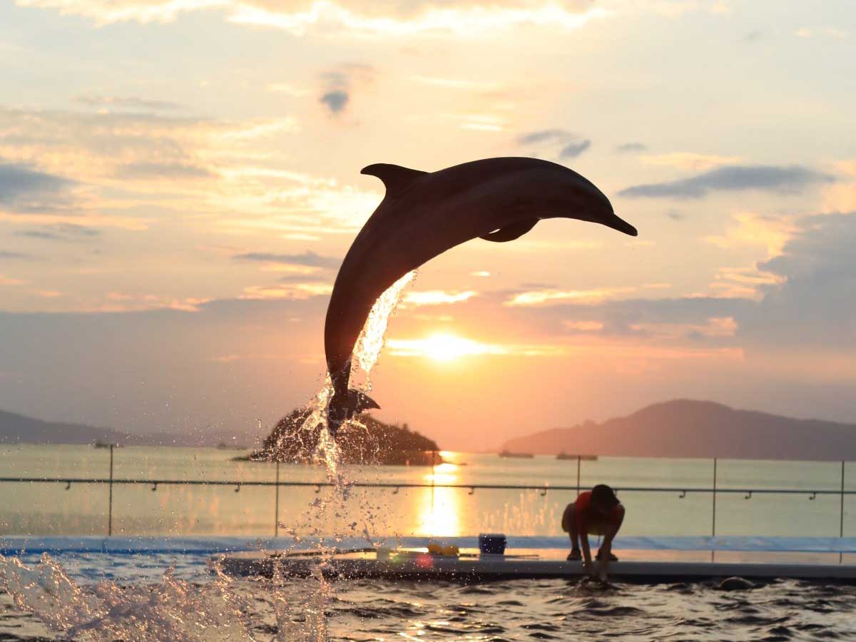 ラッセンの絵みたいなん撮れた 水族館での１枚に１８万 いいね ニコニコニュース