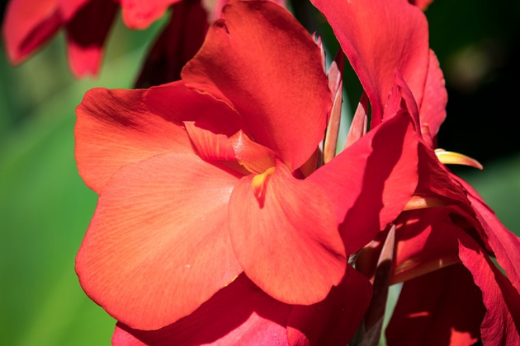 カンナの花言葉は 夏に咲く鮮やかな色の花はお釈迦様の血で咲いた ニコニコニュース