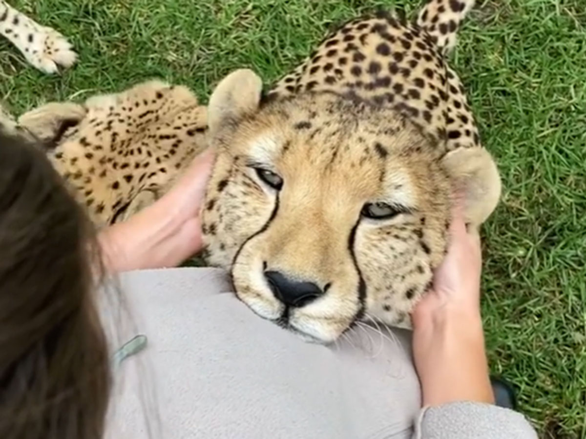 猫みたいなチーターの姿に衝撃 ほぼ家猫のような甘えっぷり ニコニコニュース