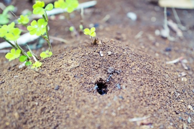 アリの巣って 雨が降っても大丈夫なの 専門家に聞くと 驚きの回答が ニコニコニュース