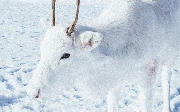 全身真っ白のトナカイさん 野生の白トナカイと奇跡の遭遇 ノルウェー ニコニコニュース