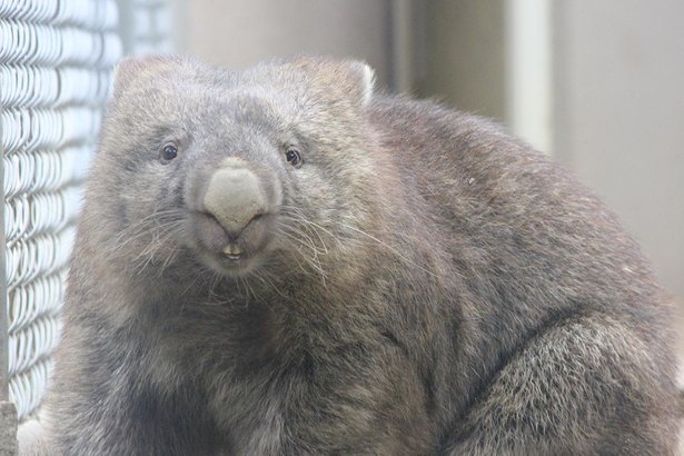 国内で6頭の珍獣 ウォンバット 日本で2番目に小さな動物園に4頭いるのはナゼ ニコニコニュース