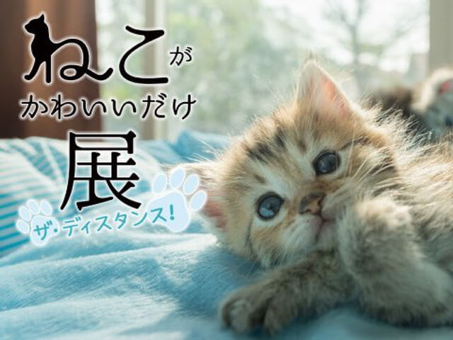 花江夏樹さんの愛猫も展示されるニャ ねこがかわいいだけ展 リアル ネット会場で同時開催 ニコニコニュース