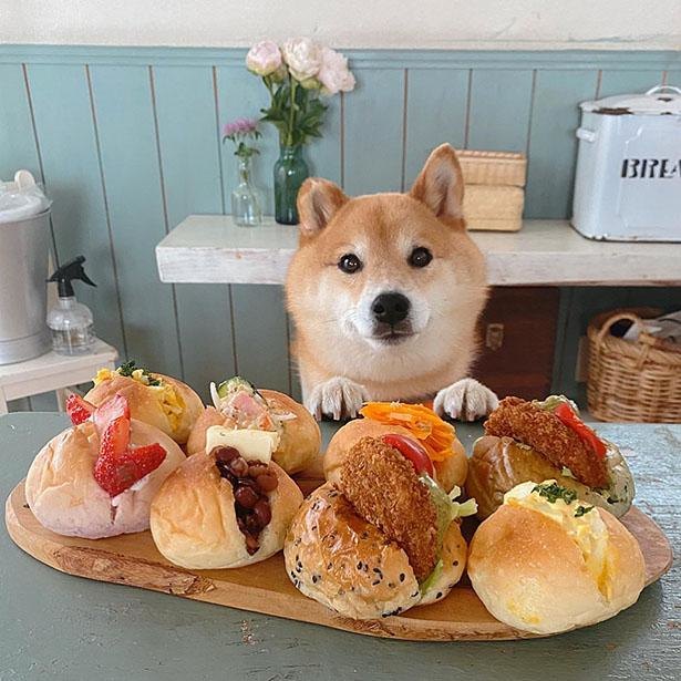 柴犬 朝ごはんで話題のゆずちゃん一家 おこもり中に際立つゆずちゃんの 癒し ニコニコニュース