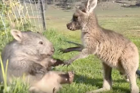 いつも一緒 保護されたウォンバットとカンガルーの赤ちゃんの仲良し動画に癒される ニコニコニュース