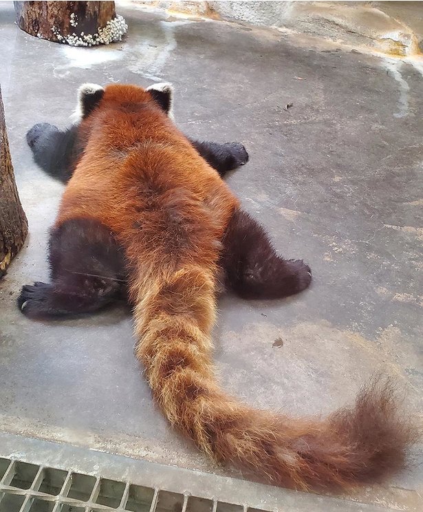 これが話題の べっちゃーパンダ だ かわいすぎる寝姿は癒し度満点 ニコニコニュース