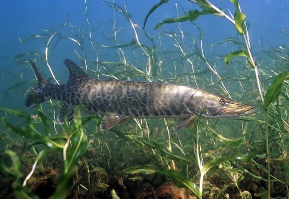 淡水魚ホラー 釣りの最中 大型のマスキーパイクに襲われた女性の悲劇 カナダ ニコニコニュース