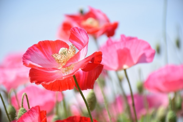 花言葉 感謝 にまつわる花 ニコニコニュース