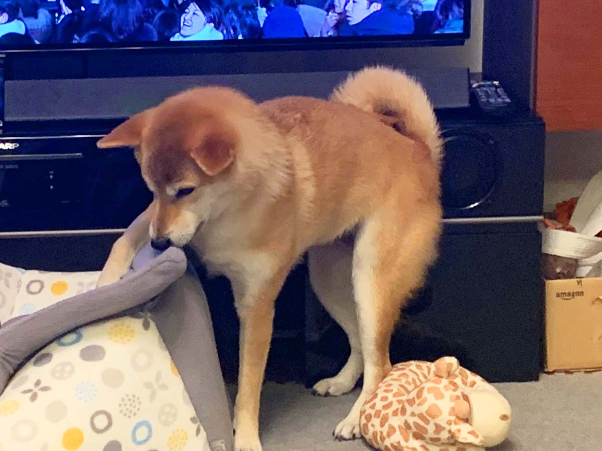 台風に備え 柴犬を家にしまおうとした飼い主 その結果に 笑った あるある ニコニコニュース