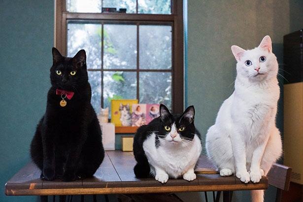 赤ちゃんが好きすぎる ベビーシッター猫で話題 個性豊かな3匹の猫たち ニコニコニュース