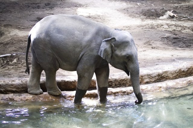 汗をかかない動物がいるって本当 動物園の獣医に聞いてみると ニコニコニュース