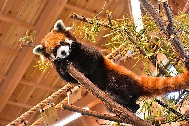 コロナ対策情報付き 伊豆シャボテン動物公園の楽しみ方ガイド カピバラたちに会いに行こう ニコニコニュース