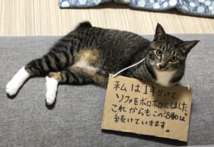 反省どころか開き直る猫 これからもこの活動は続けていきます ニコニコニュース