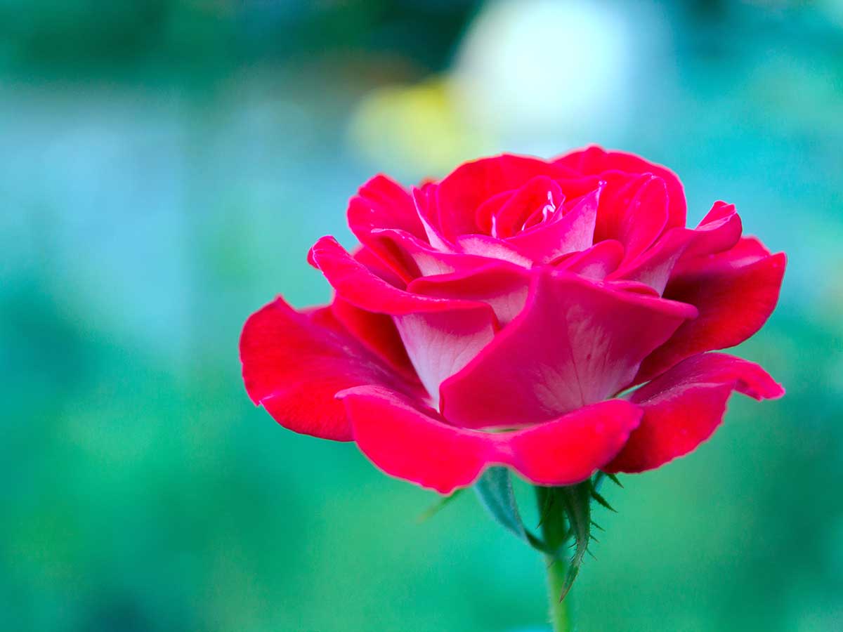 １０月の誕生花はバラ コスモス ガーベラ 花言葉に気を付けなければいけないのは ニコニコニュース