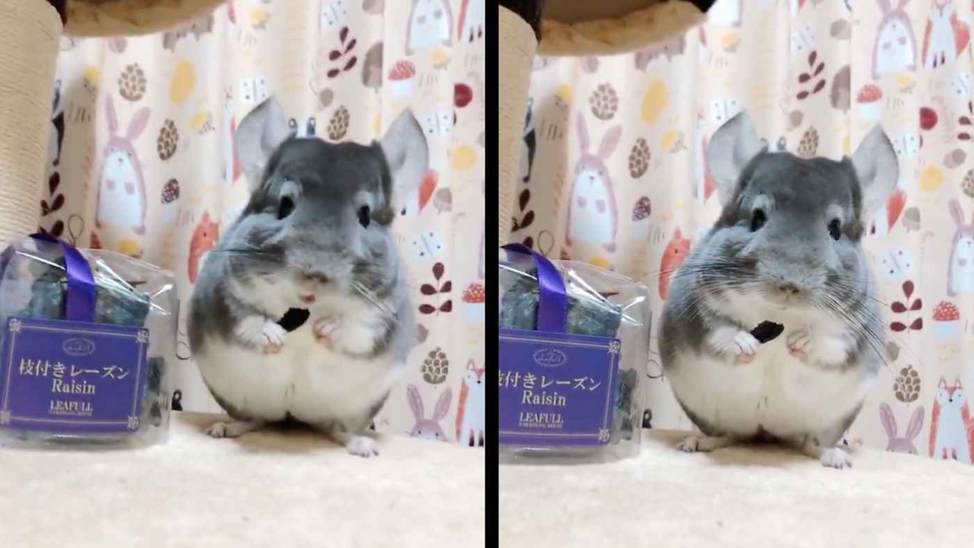 こ これは 一口食べて美味しさに気づいて目がキラキラになるチンチラが可愛すぎると話題に ニコニコニュース