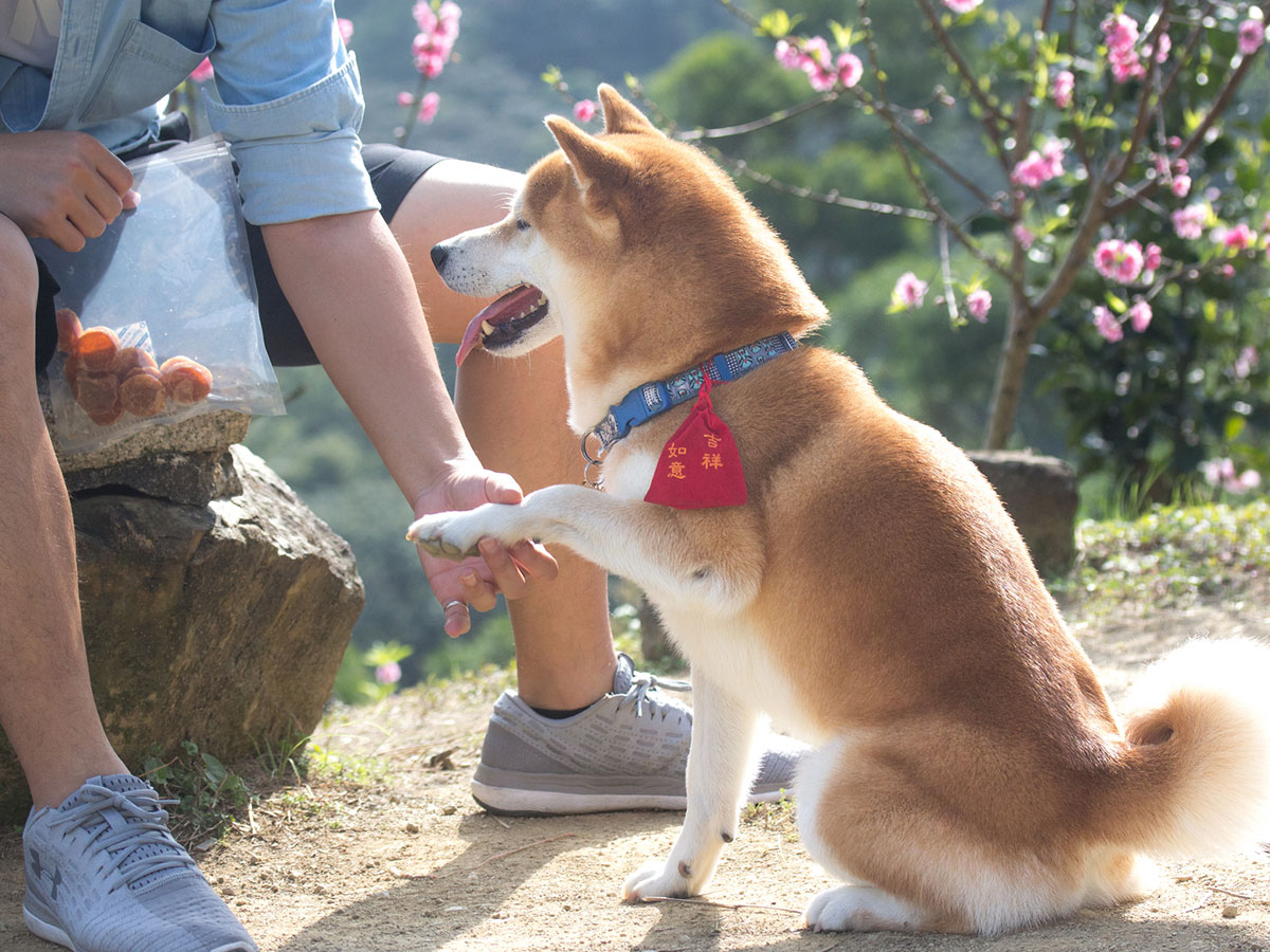 柴犬の お手動画 が１００万回再生 かわいすぎる一部始終に注目 ニコニコニュース