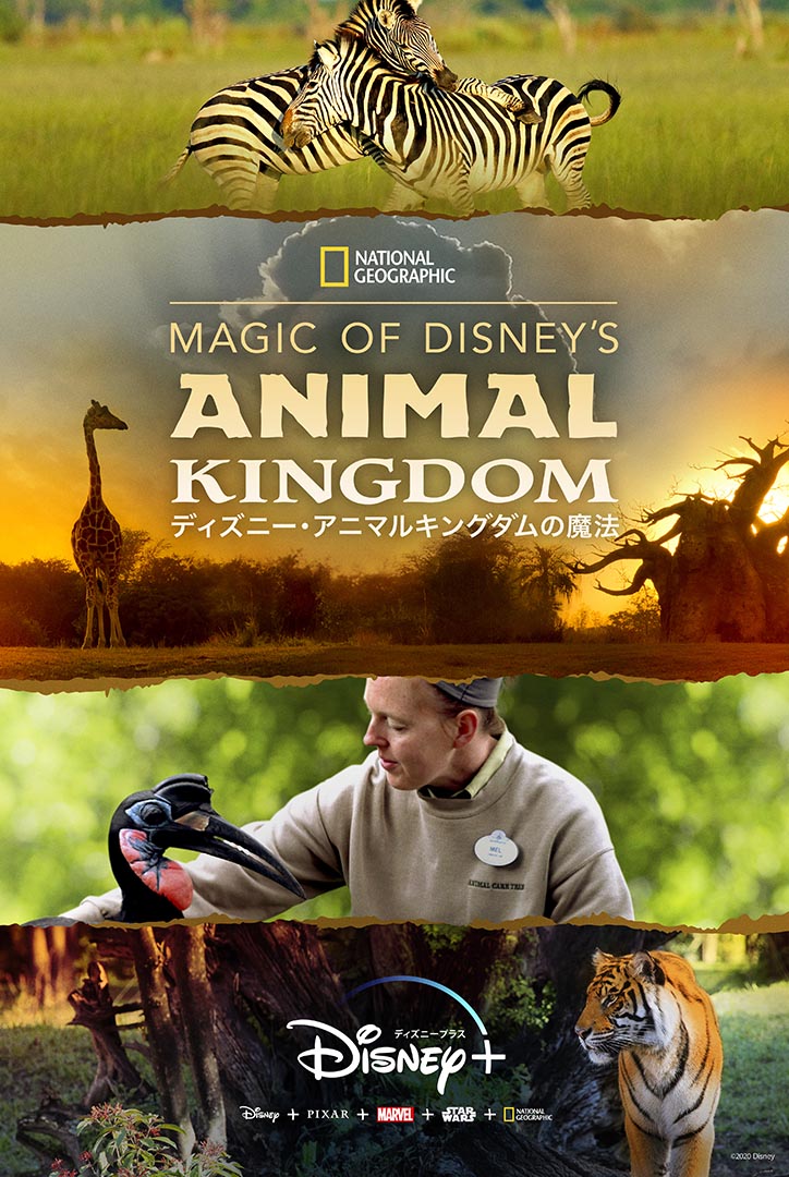パークの裏側に密着 ディズニープラス Magic Of Disney S Animal Kingdom ニコニコニュース