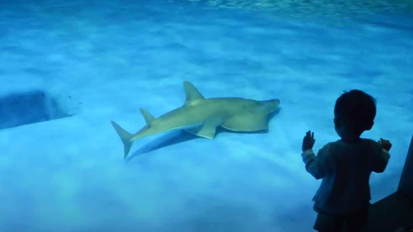 鹿児島 年間水族館で飼育されていた サメとエイの間の子のような生物 が実は新種だったことが判明し話題に ニコニコニュース