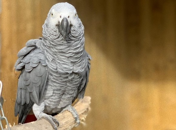 あらん限りの口汚い言葉で悪態をつく動物公園のヨウム 子供に悪影響が出ると一般公開中止に イギリス ニコニコニュース
