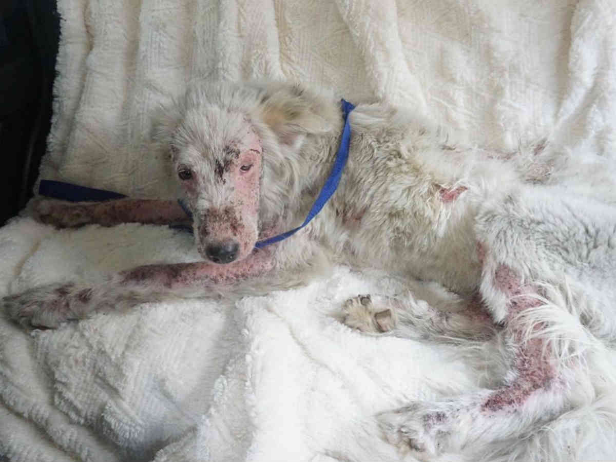 たった１か月で見違える姿に 全身の毛が抜けた保護犬がフワフワの犬になった ニコニコニュース