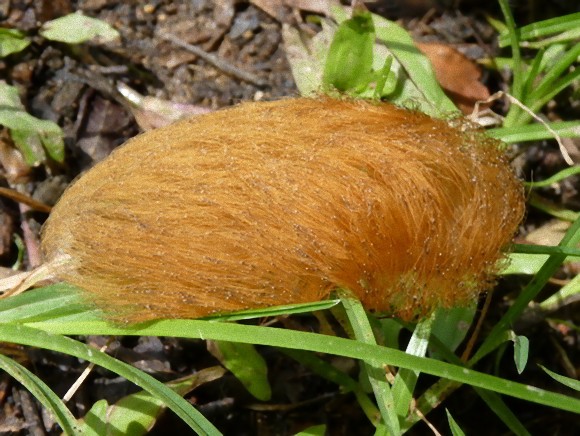 ぎゃ 逆に 私は毛虫です 鳥のヒナとかじゃありません 毒毛虫に成りすますハイイロモンキタイランチョウのヒナ ニコニコニュース