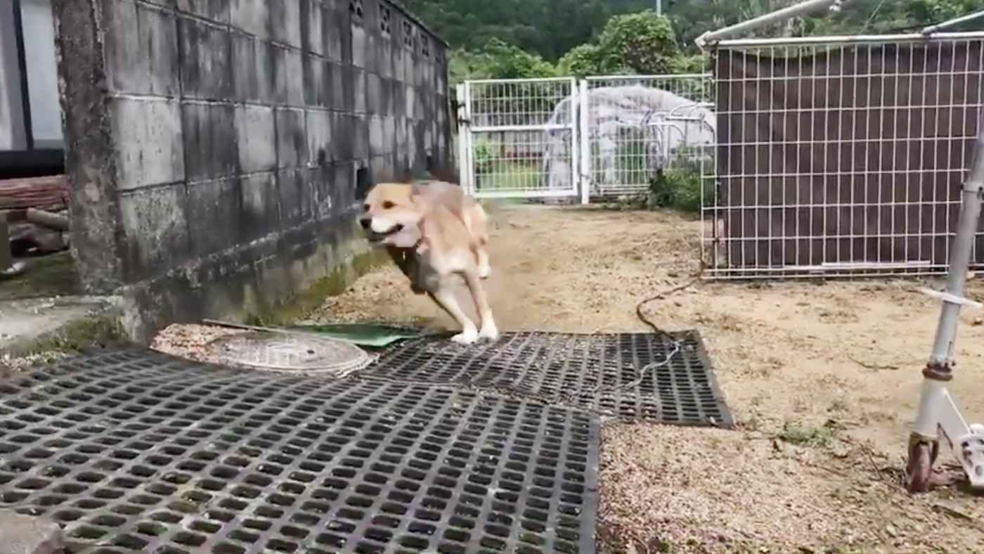 クッソ笑った プロ中のプロだな アナウンサーの柴田将平さんが犬の行動を本気で実況した4秒の動画が大人気に ニコニコニュース