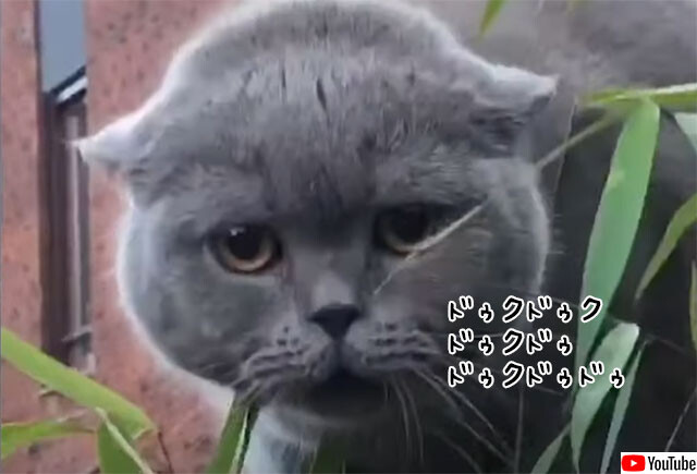 通訳よろ 謎の呪文を唱える猫 要音声 ニコニコニュース