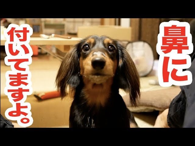 人気youtuber すしらーめん りく のペット ウェーブ君 が可愛い 配信者と犬が繰り広げる 笑えるじゃれ合い ニコニコニュース