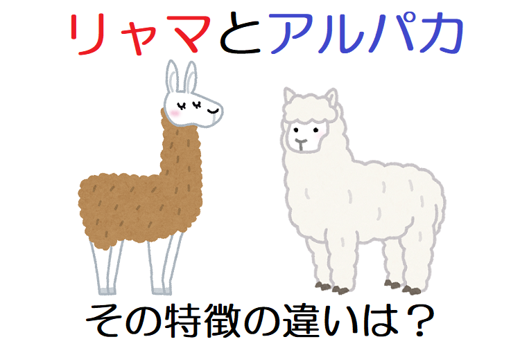 アンデスに住む リャマ と アルパカ の違いは何 その特徴を比べてみた ニコニコニュース