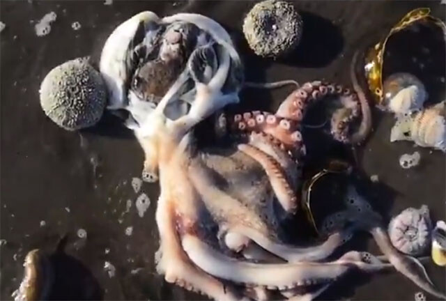 有毒汚染が原因か 極東カムチャッカ半島で海洋生物が謎の大量死 ロシア ニコニコニュース