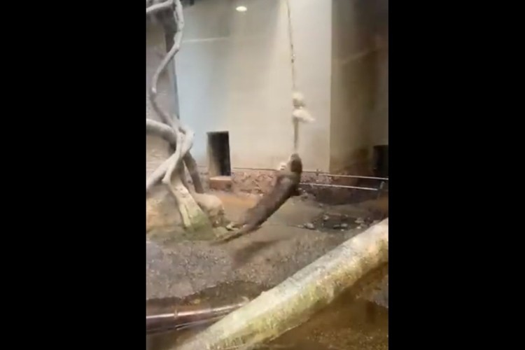 ぐるぐると回り続ける姿に目が釘付け 福岡市動物園名物 回転カワウソ が話題に ニコニコニュース