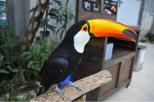 コロナ対策情報付き 松江フォーゲルパークの楽しみ方完全ガイド 約90種以上の鳥 花の楽園に癒やされよう ニコニコニュース