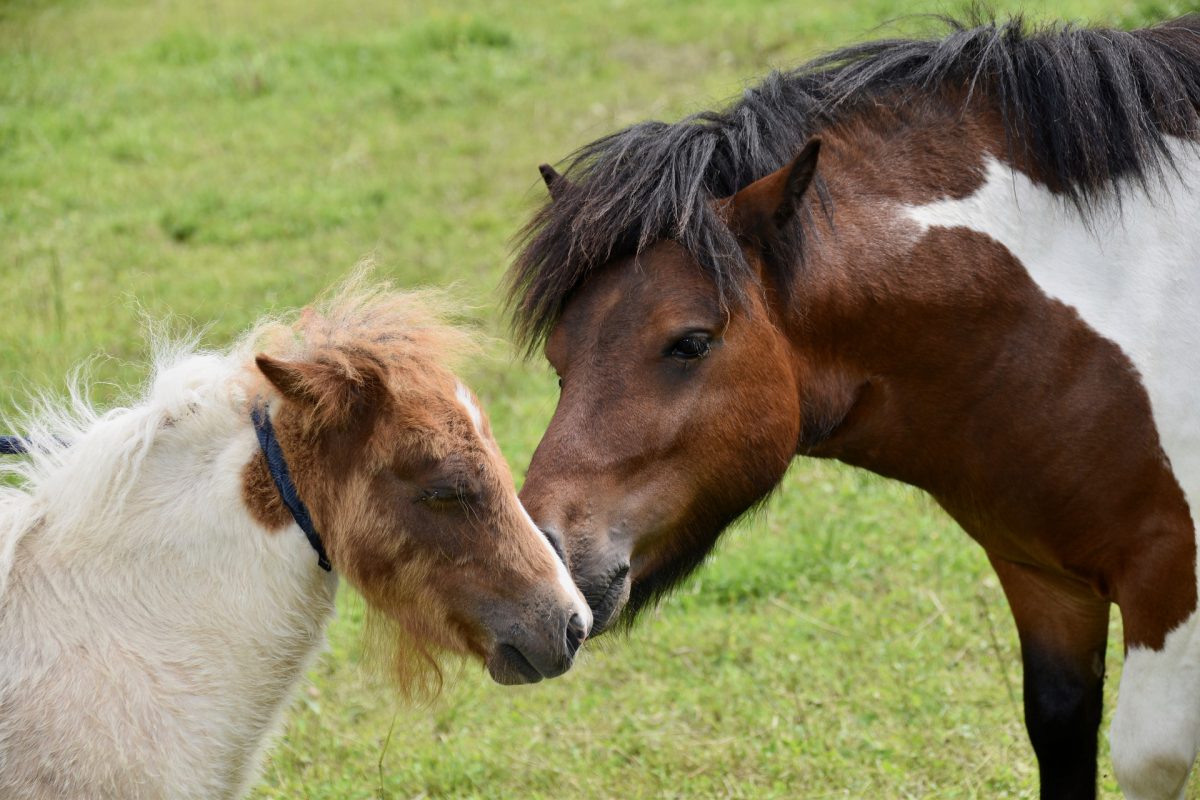 ポニーより更に小さい８１センチしかない馬が話題に ニコニコニュース