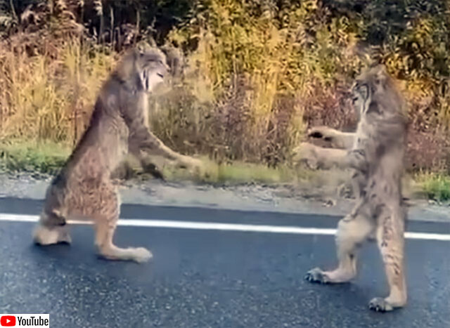 オオヤマ ネコ カナダ