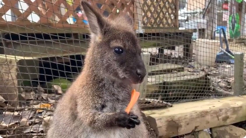 ワラビー にんじんおいしいなぁ まさかの展開 可哀想だけどかわいい弱肉強食動画が話題に ニコニコニュース