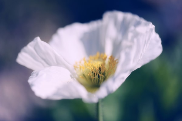 ポピーの花が 実は危険 である理由 ニコニコニュース