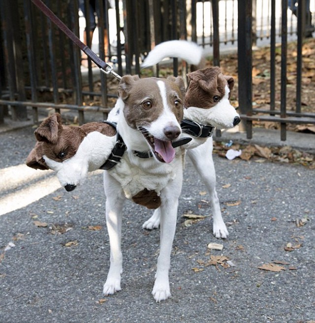 そして犬はケルベロスとなる ハロウィンで世界各地に出没した地獄の番犬たち ニコニコニュース