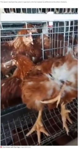 ニワトリのお尻から2本の脚が生える 生まれた時は普通だった 中国 動画あり ニコニコニュース