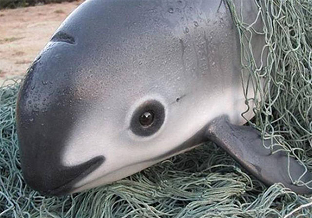 海のパンダみたい。現在わずか10頭未満の絶滅危惧種「コガシラネズミイルカ」（メキシコ） | ニコニコニュース