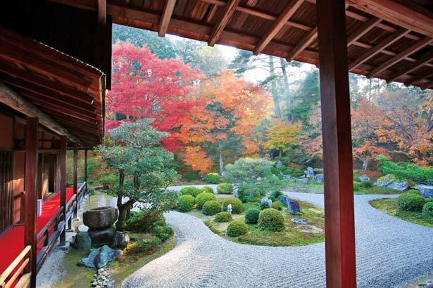 密を避けて楽しむ京都 一乗寺の紅葉 大人気の抹茶スイーツにも注目 ニコニコニュース